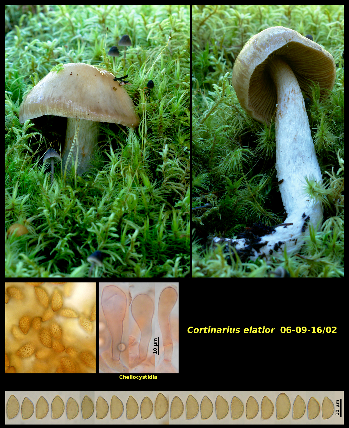 Picture of <i>Cortinarius elatior</i>